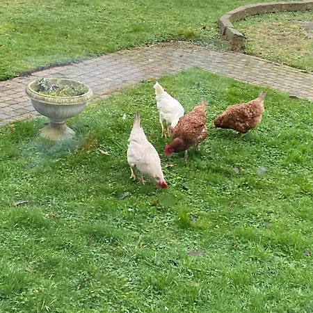 Ruime Midden In De In Lith