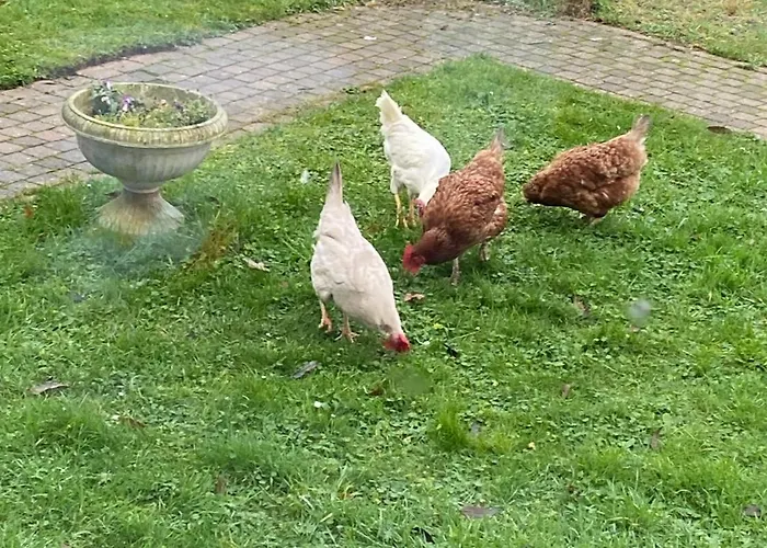 Ruime Midden In De In Lith